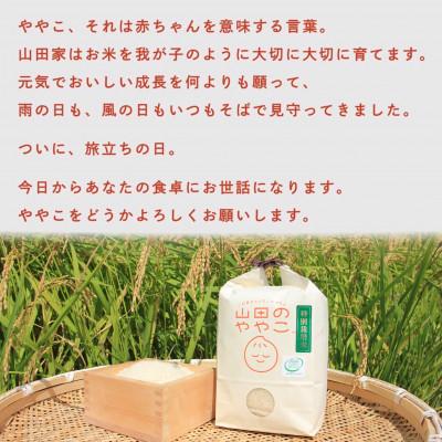 ふるさと納税 河内町 令和5年産『山田のややこ』ミルキ―クイーン(5kg)特別栽培米コシヒカリ(5kg)食べ比べセット