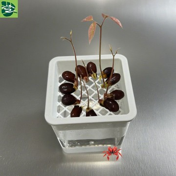 🔥臺灣出貨🔥高顏值方盆簡約水培荔枝器皿綠枝銅錢草花盆龍眼花生花盆創意花瓶