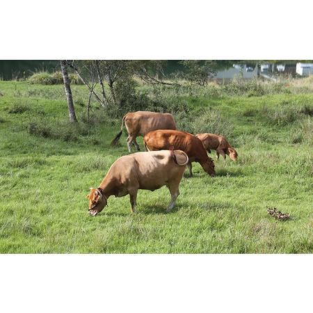 ふるさと納税 土佐あかうし　モモスライス　600g 高知県本山町