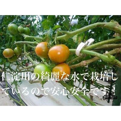 ふるさと納税 高知県高知市産 贅沢フルーツトマト 約2kg　＜2024年2月から発送＞ 高知県高知市