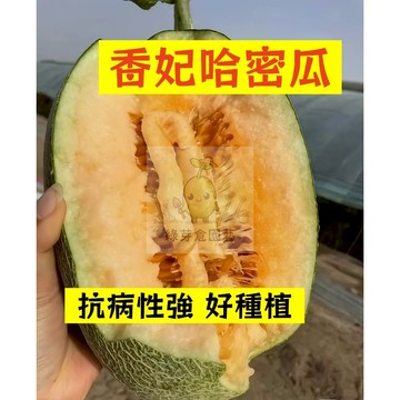 🌱早熟高產 香妃哈密瓜種子HMG-17 抗病性強 洋香瓜 蜜瓜 易生長  高產 抗病抗旱易種植 高產爬藤水果種子