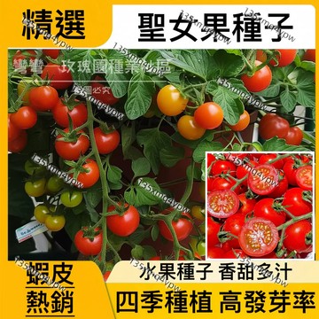 台灣發貨【蝦皮熱銷】番茄種子大全（100粒）四季高產 西紅柿種子 蔬菜種子 盆栽聖女果 四季種植果子水果種籽 番茄種子