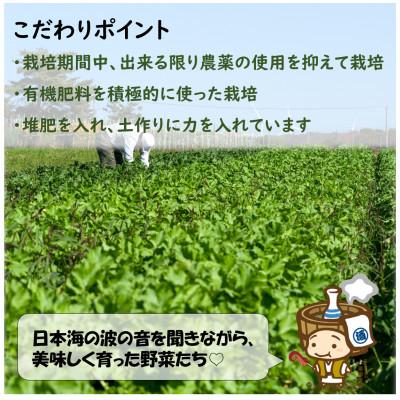 ふるさと納税 あわら市 農家直送 冬野菜セット 1箱 7品目以上 《元気に育った新鮮野菜!》