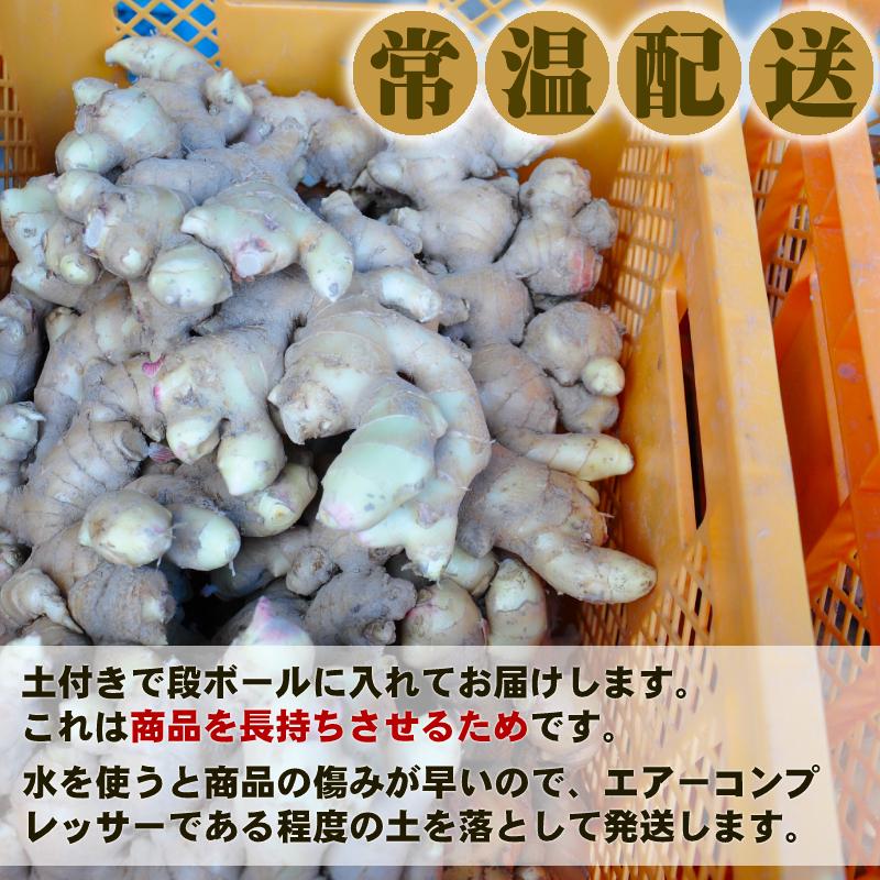 鳥取県産 熟成 生しょうが 4kg 茲矩(これのり)生姜 はらだ農産 産地直送 ショウガ ジンジャー