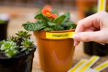 Brother TZe-631 護貝標籤帶 ( 12mm 黃底黑字 ) 預計4/29後出貨