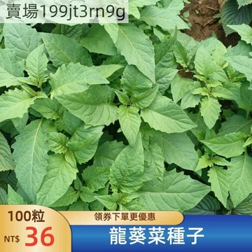 現貨🌿龍葵菜種子（100粒）龍葵白花菜種子 中草種子 野海椒、苦葵、野辣虎種子 黑星星 黃星星 庭院陽台室內外種植種籽
