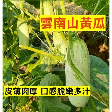 🌱早熟高產（雲南山黃瓜種子HG-10）有特殊濃郁的香氣 味道清新甘甜 胡瓜種子 抗病抗旱易種植 高產爬藤蔬菜種子#果菜類