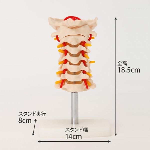 人体模型 骨格模型 7ウェルネ 頸椎 模型 実物大 間接模型 骨格標本 骨模型 骸骨模型 人骨模型 骨格 人体 モデル ヒューマンスカル 骸骨
