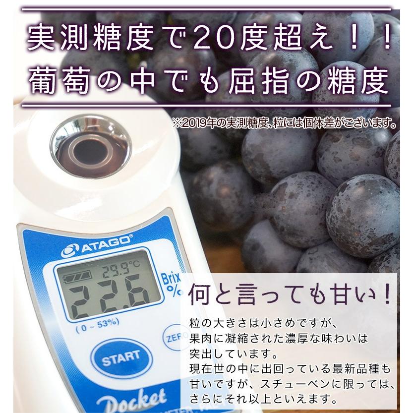 黒ぶどう 『スチューベン』青森県産　約1.5kg（5〜8房 ）※常温又は冷蔵 送料無料