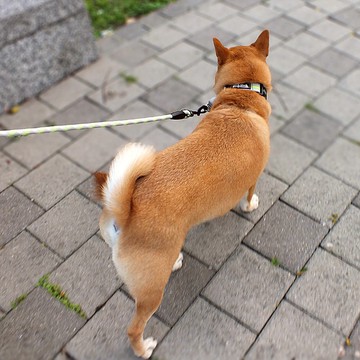 Woofy Woofy 戶外圓牽繩 125cm 極致灰 18KG以下適用