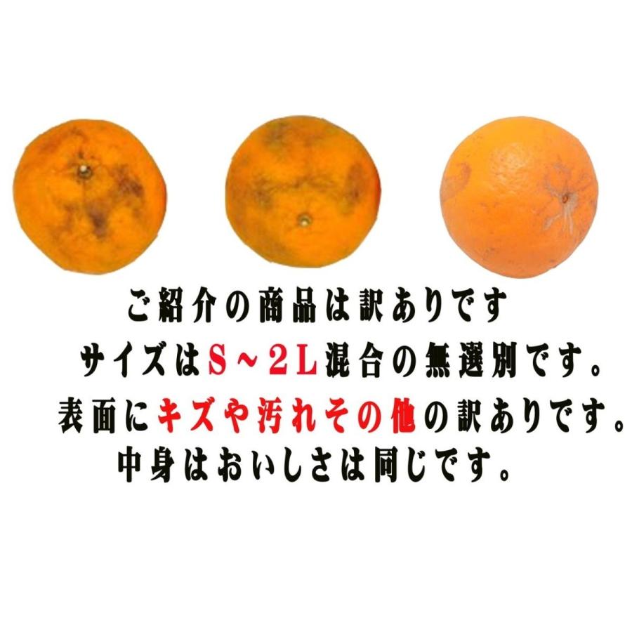 「訳あり」早世みかん濃厚な甘さと爽やかな香り 「早世みかん」4.5kg 500g（保証分）合計約5kg 　送料無料（ S〜2L （サイズ混合　無選別）熊本県産天草産