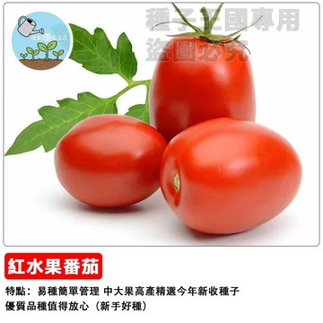🍅紅牛奶番茄種子 大果型水果小番茄 早熟聖女番茄 香甜多汁 爆汁甜柿 家庭陽台菜園 盆栽地栽皆宜 生食沙拉 台灣現貨
