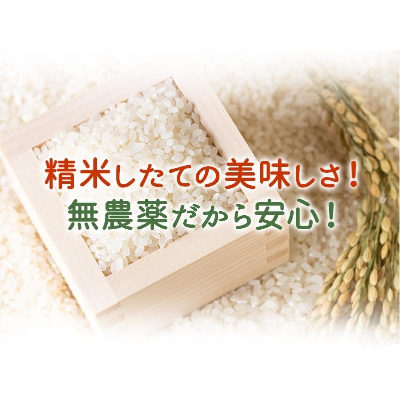 無農薬 玄米 米 15kg(5kg×3） 新米入荷 無農薬 ミルキークイーン 特選 令和5年福井県産 送料無料 無農薬・無化学肥料栽培