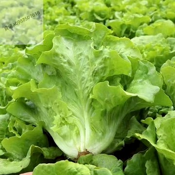 現貨 大陸妹生菜（100粒）四季種植 大陸妹種子 大陸妹萵苣種子 大陸妹種子 萵苣種子 生菜種子 生菜 大陸妹