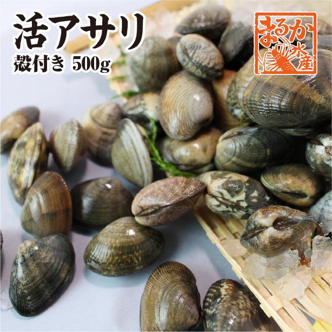 活あさり貝 中国産　500ｇ　約40粒〜60粒 [あさり貝]