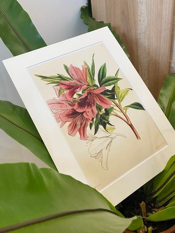 本店獨立印製英國古典植物圖鑑Flower Garden 花卉插畫
