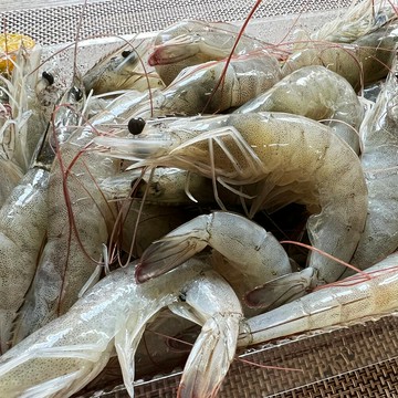 嘉義東石 友善養殖無毒白蝦 600g/包｜夏日微風↘限時下殺