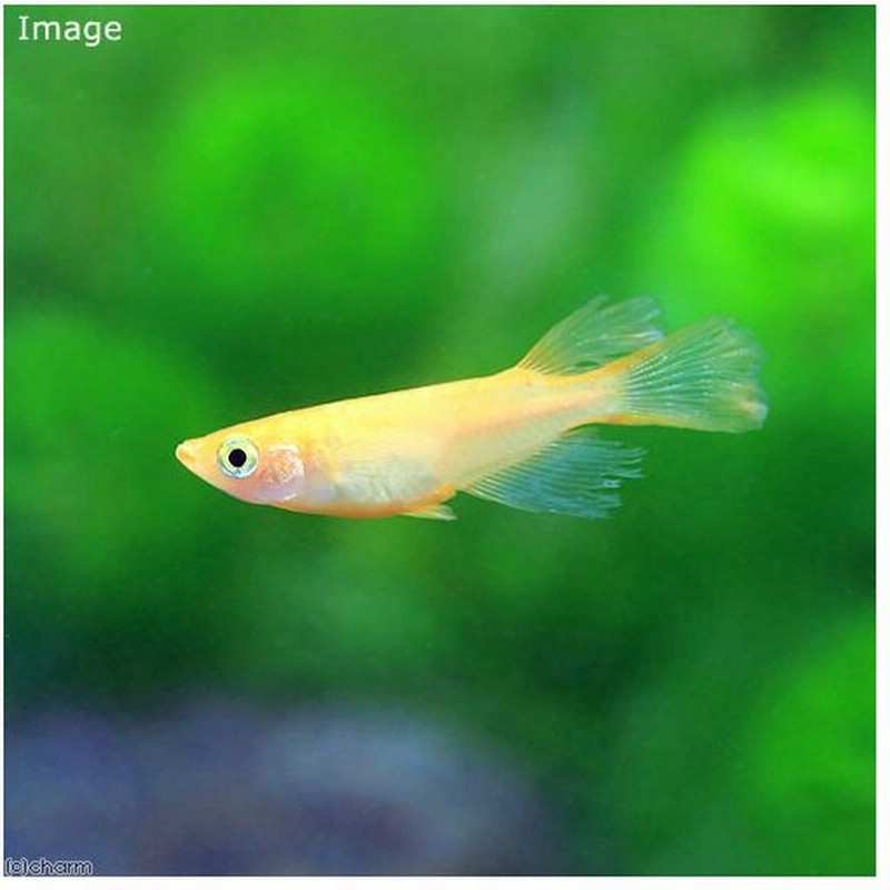 めだか 松井ヒレ長紅帝メダカ 天女の舞紅帝メダカ １匹 通販 Lineポイント最大0 5 Get Lineショッピング