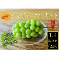 贈答★生産者直送!山梨県笛吹市産!シャインマスカット　約1.4kg以上(2房)