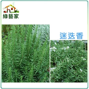 K08.迷迭香 種子20顆(可做乾燥花.香袋.壓花.薰香料,香草茶.調味料.驅虫劑)香草類種子【綠藝家】
