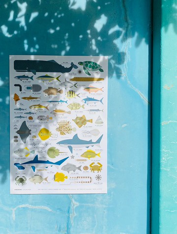 澎湖石滬生態圖鑑海報