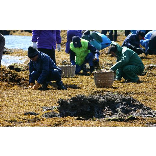 ふるさと納税 千葉県 鴨川市 新物！房州さいぶのひじき 小　[0010-0154]