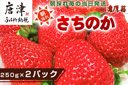 『予約受付』濃厚苺 さちのか 250g×2パック(合計500g) 濃厚いちご 苺 イチゴ 果物 フルーツ ビタミン