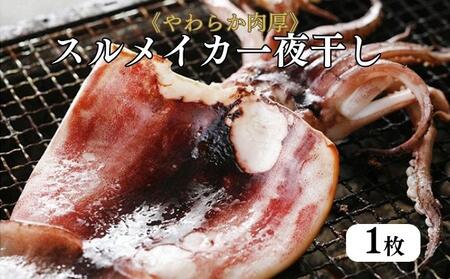 柔らか肉厚の スルメイカ 一夜干し 1枚[ 国産 干物 肴 つまみ イカ