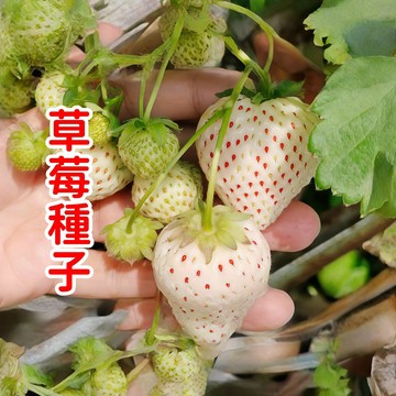 台灣發貨【草莓種子】精選草莓種子 當季新籽 發芽率高   四季結果 甜度超高 盆栽、庭院皆宜  立即打造你的草莓園！