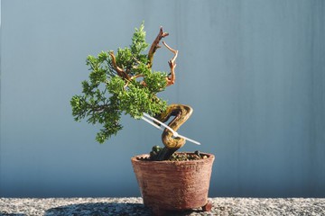 接近成品的細魚川真柏盆栽 松柏盆栽 細魚川迷你盆栽 真柏盆栽