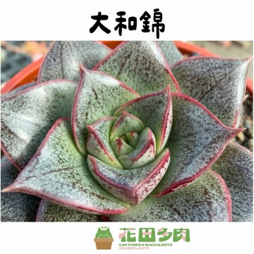 《花田多肉》🌵【大和錦】3吋盆 多肉植物/多肉/戶外植物/景天科