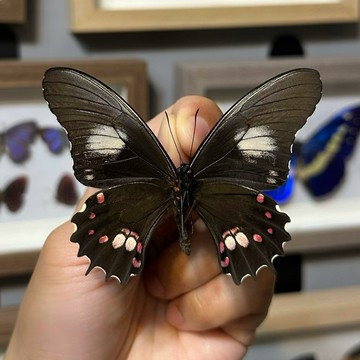 🦋紅斑黑鳳蝶🦋蝴蝶 昆蟲 模型 乾貨三角紙包裝 #非活體 #類模型 #藝術品