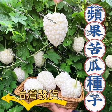 現貨 苦瓜種子（50粒）四季蘋果苦瓜種子可生吃蘋果苦瓜 長白苦瓜 水果苦瓜 水果種子 四季可種 新手易種 盆栽地栽種子