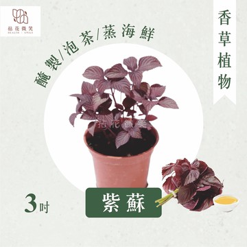【拈花微笑】紫蘇｜3吋｜香草植物｜食用植物｜調味料｜泡茶飲用｜沙拉｜甜點｜藥用｜精油｜觀賞