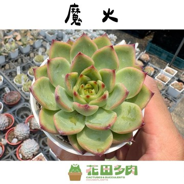 《花田多肉》🌵【魔火】 3吋盆 多肉植物/多肉/景天科/戶外植物