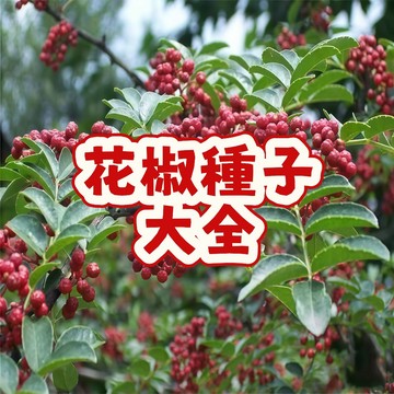 熱銷 🥬（花椒種子大全）當季新籽 發芽率高 產量高 麻香味濃 營養豐富 陽台庭院盆栽 新手易種植