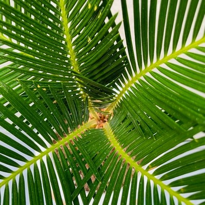 ソテツ 蘇鉄  観葉植物（大型） 楽天市場】【現品発送】ソテツ（蘇鉄) 大株 幹太 12号フレグラー