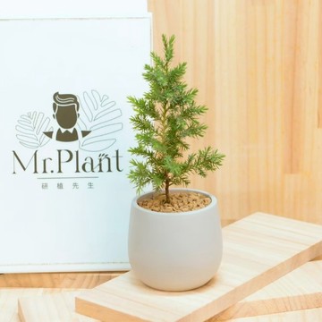 【拈花x研植】聖誕柏│3.5吋水泥盆│窗邊植物│新手植物│淨化空氣│招財植物│觀葉植物│質感盆栽