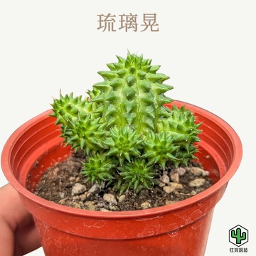 [狂買園藝] 多肉植物 琉璃晃 3寸盆 /大戟科/仙人掌/送禮小物/婚禮小物