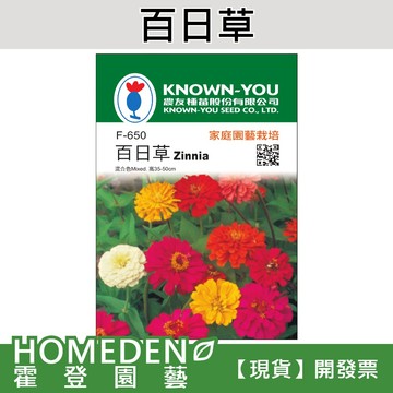 【隔日到貨】百日草 F-650 混合色 花卉種子 農友牌 小包裝種子 約40粒/包【HOMEDEN霍登園藝】