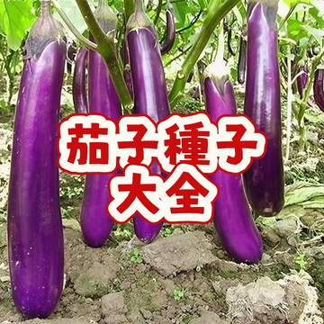 🍆（茄子種子大全）紅皮菜 當季新籽 發芽率高 產量高  口感軟棉   肉質白嫩   營養豐富 陽台庭院盆栽#超優惠