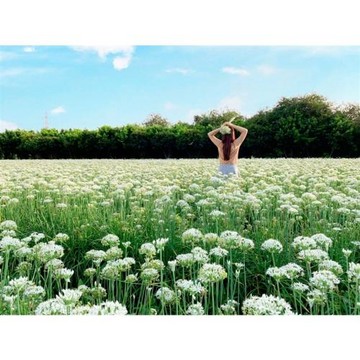 彰化旅遊｜幸福韭韭花田白色浪漫九月雪．北斗美人樹花廊道．日式復古溪湖糖廠．北斗老街美食蒐集一日｜大人囝仔_25TMCHAGIA