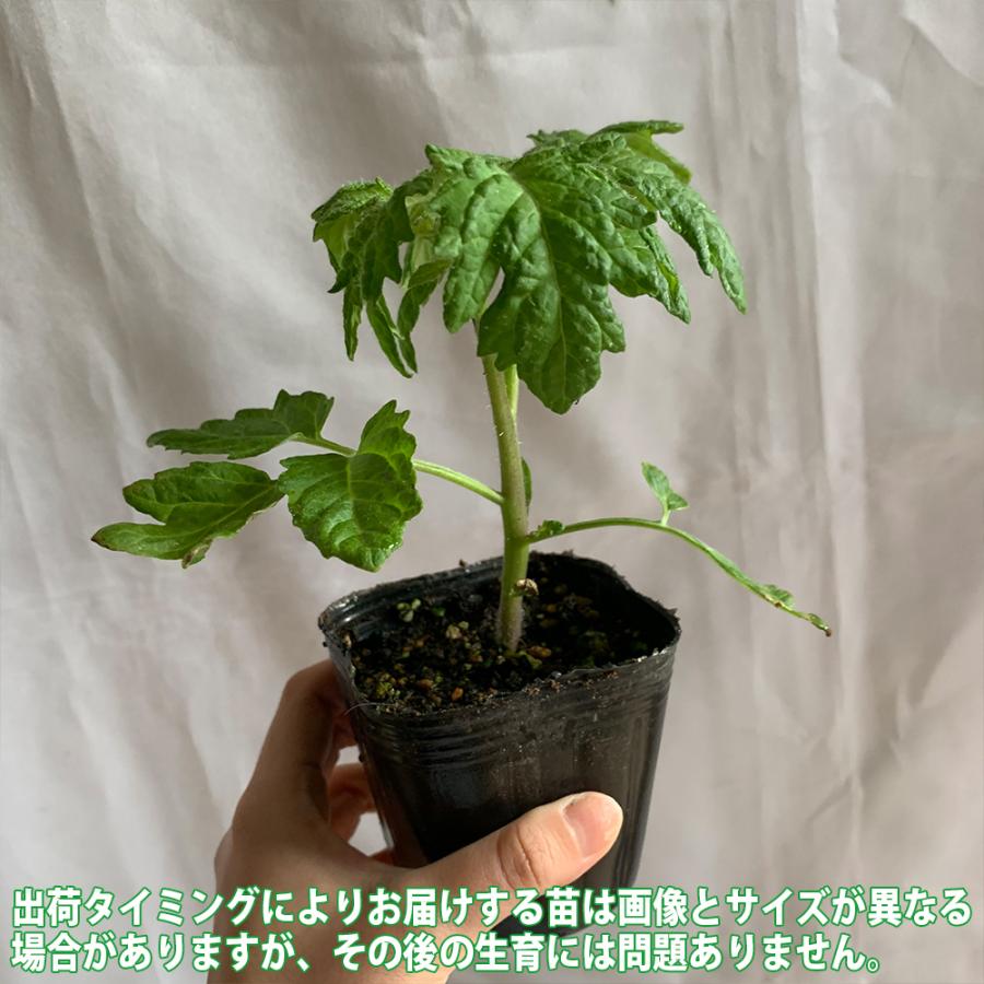 プチぷよ 黄色実 新食感 薄皮ミニトマト 野菜苗 ミニトマト苗 みにとまと苗 プチトマト苗 家庭菜