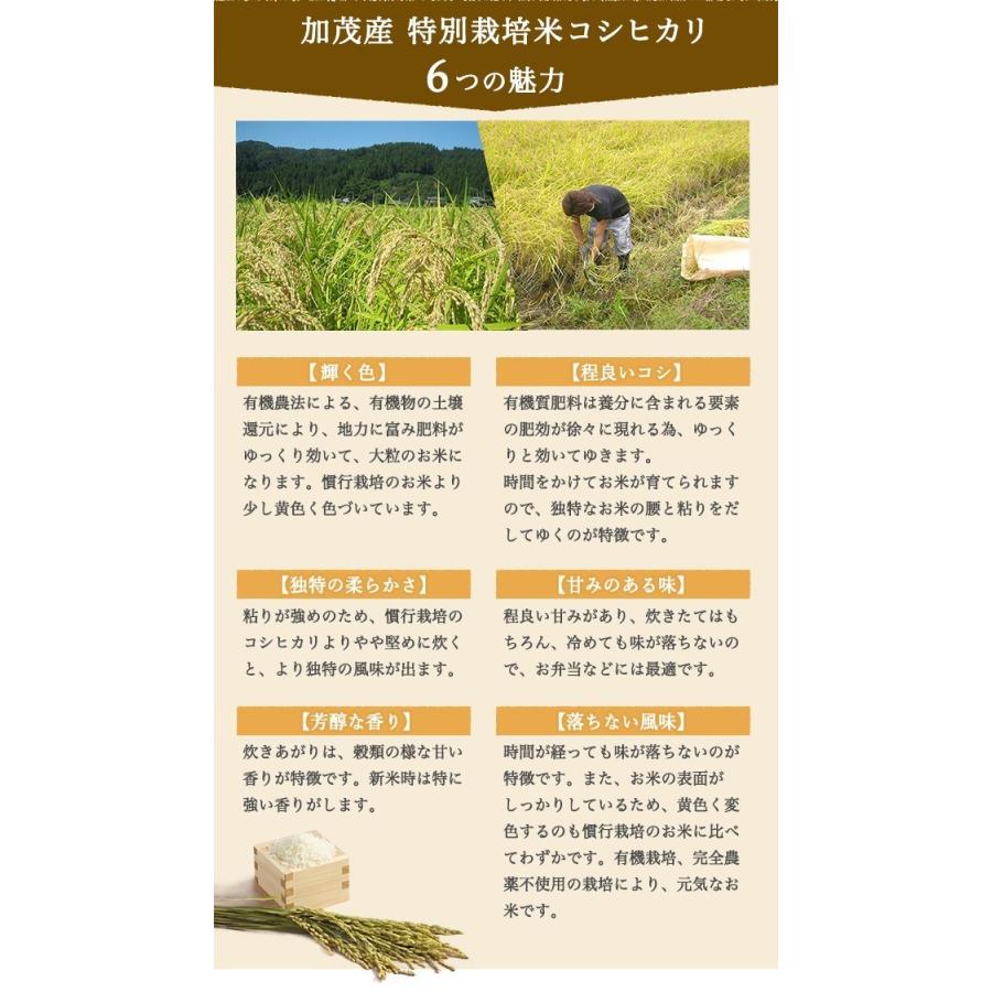 令和5年度産 新米 新潟県 加茂産 特別栽培米こしひかり5kg 送料無料