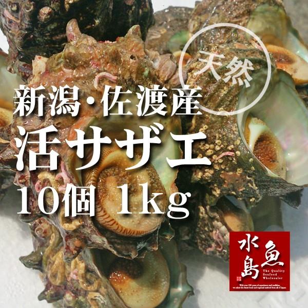 新潟・佐渡産 天然 活サザエ・さざえ 約100g×10個 約1kg