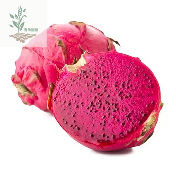 青禾園藝（16款火龍果種子）紅龍果種子 四季種植盆栽庭院 抗寒 耐寒 耐旱易種植  水果種子#台灣自留種