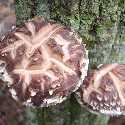 ふるさと納税 九重町 　花どんこ(乾しいたけ)250g