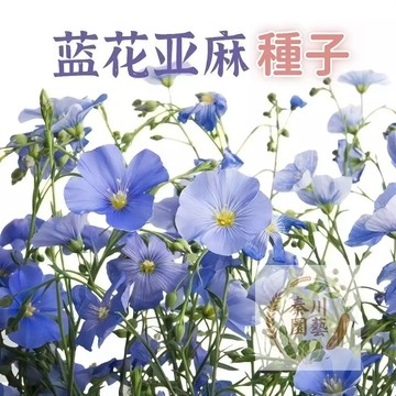 【快速出貨】藍花亞麻種子 盆栽花卉種子陽台庭院花種子 藍亞麻花籽花海庭院造景 春夏綻放 如天空散落 超美花卉