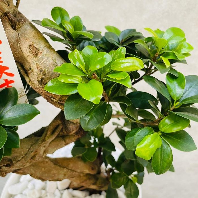 ①ガジュマル　盆栽仕立て　昇り龍　曲がり　受け皿付き　８号鉢 観葉植物 ガジュマル 昇り竜 8号平鉢 受け皿付き 育て方説明書