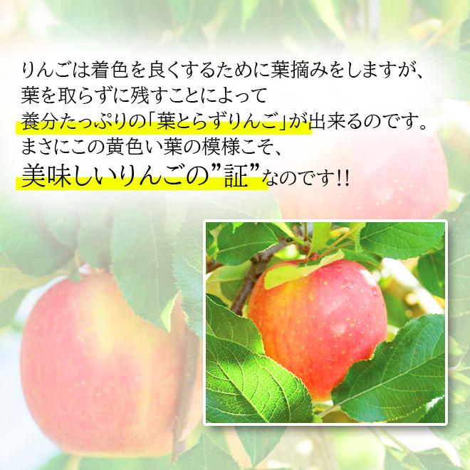 りんご サンふじ 葉とらず 10kg (26玉〜46玉入り) 訳あり 産地直送 青森県産 リンゴ 林檎 あまい 家庭用 果物 くだもの フルーツ 11月下旬より発送